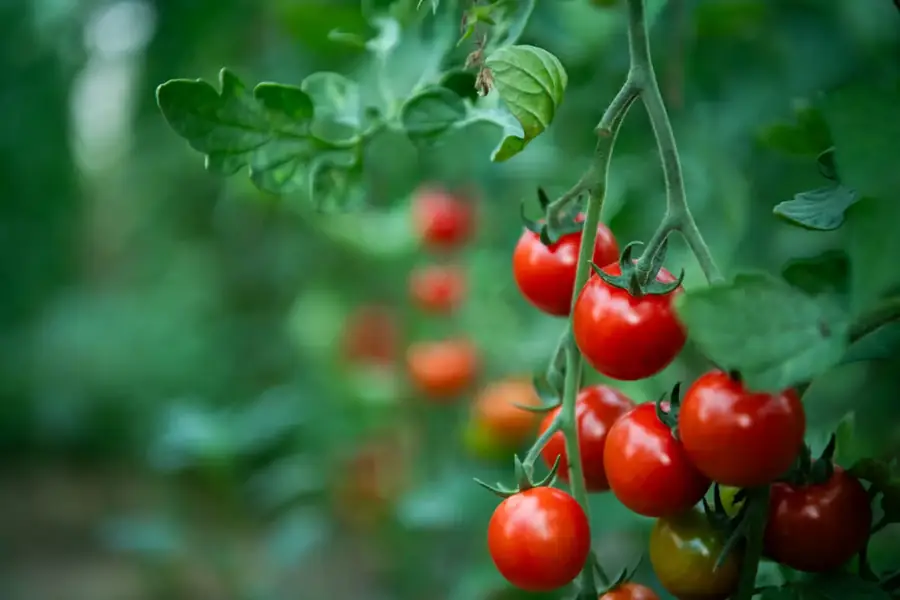 Tomates mûres dans une serre, récolte saine