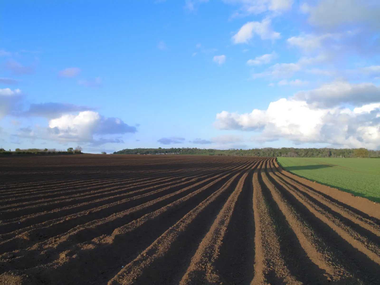 Champ de tourbe · directement du producteur